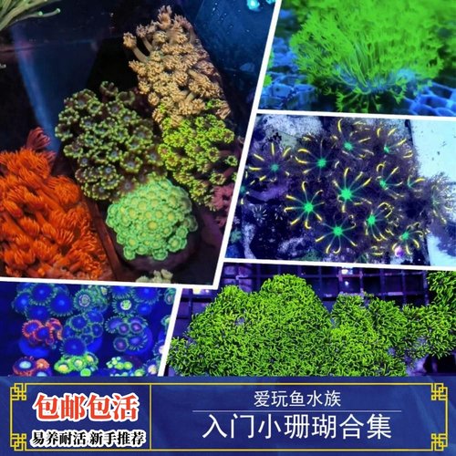 珊瑚活物海水鱼缸软体新手易珊瑚