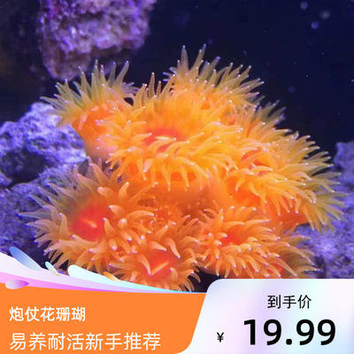 爱玩鱼水族炮仗花活珊瑚新手耐活