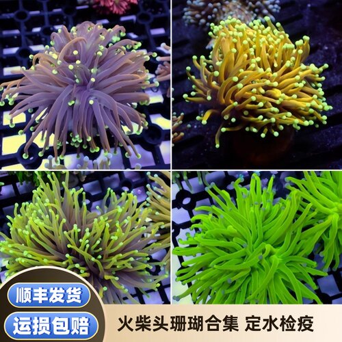 爱玩鱼火柴头大集合珊瑚活体澳洲