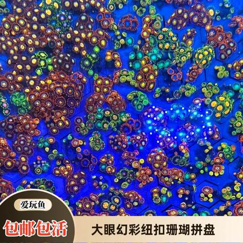 爱玩鱼水族纽扣珊瑚大眼拼盘原石