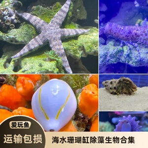 爱玩鱼水族海水缸除藻青丝藻生物
