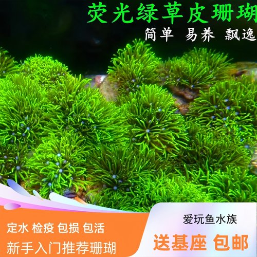 爱玩鱼水族草皮珊瑚荧光绿海水缸