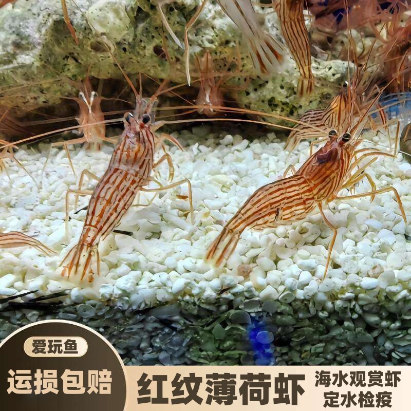 【爱玩鱼】薄荷虾海水观赏虾活体海缸清洁虾除藻虾好养活不伤珊瑚