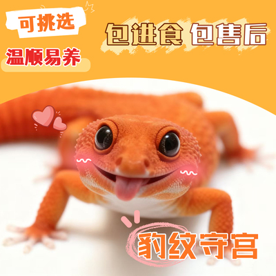 豹纹守宫蜥蜴宠物儿童温顺无毒