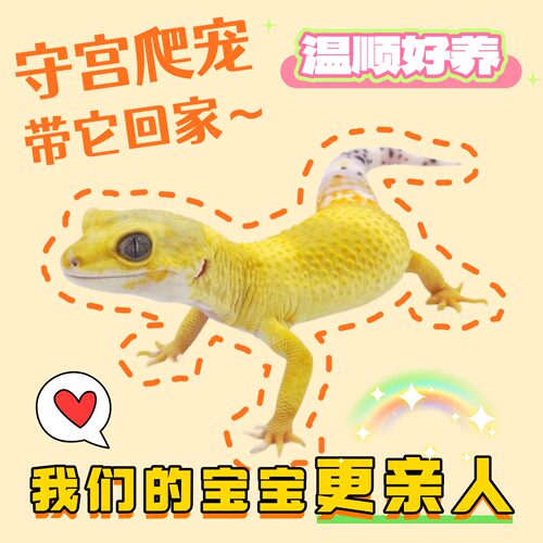 儿童宠物 豹纹守宫 蜥蜴爬宠无毒温顺易养好打理