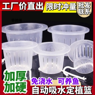 水培植物定植籃土培植物玻璃瓶水培器皿花瓶固根器花盆水培固定籃