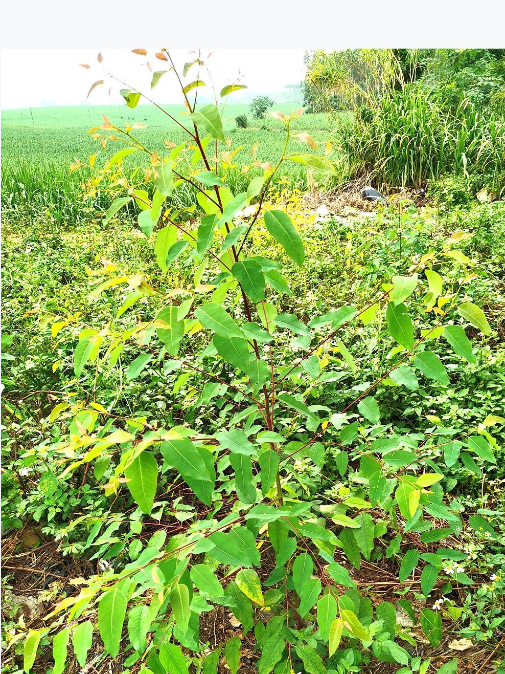 速生桉幼苗正品广西东门经济林苗两广造林苗组培苗木26272829广9