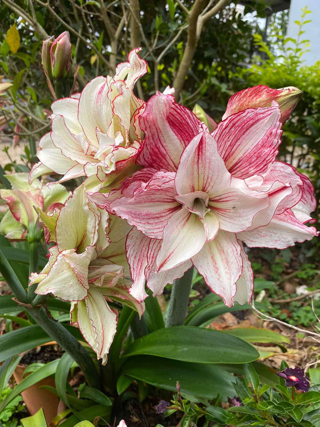 朱顶红  安吉拉     阿里安娜   25/cm