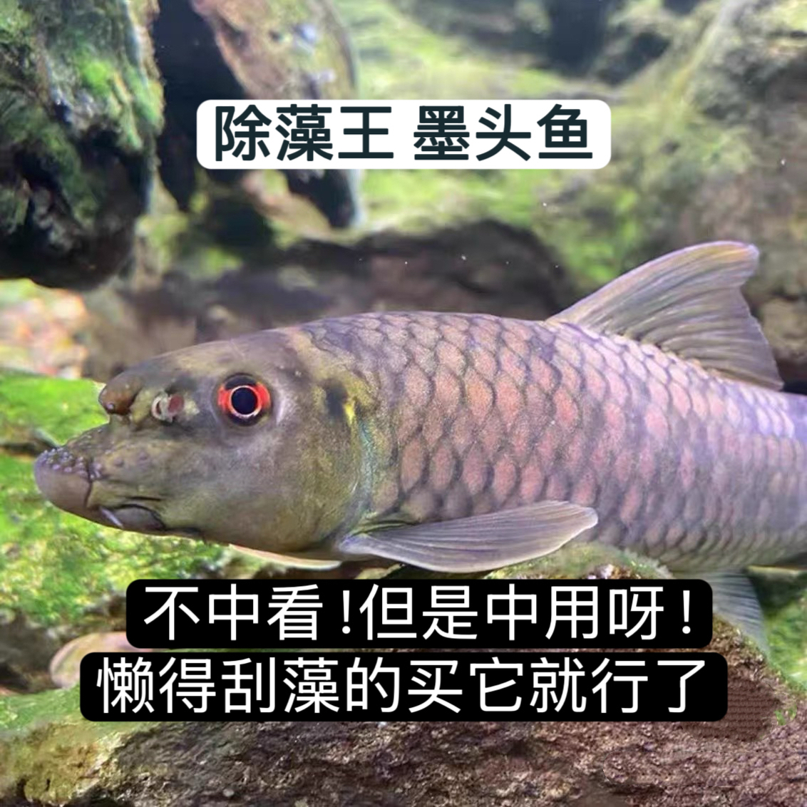墨头鱼 除藻工具鱼清理缸壁吃鱼便吃褐藻冷水鱼不加温底层清道夫