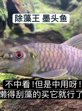 墨头鱼 除藻工具鱼清理缸壁吃鱼便吃褐藻冷水鱼不加温底层清道夫