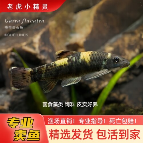 老虎小精灵原生鱼除藻清残观赏鱼