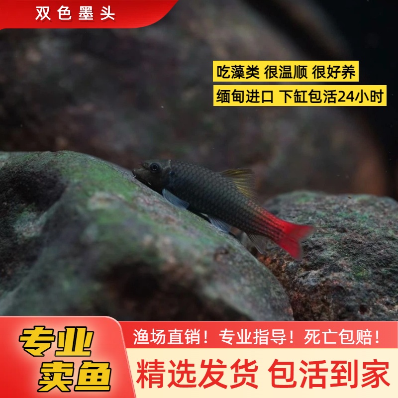 双色墨头鱼 潘式墨头鱼进口观赏鱼皮实好养除藻工具鱼