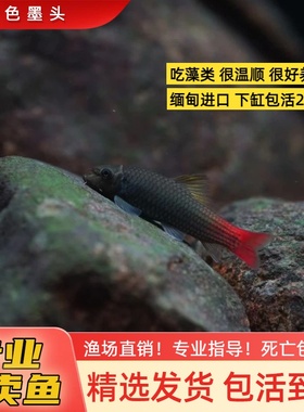 双色墨头鱼 潘式墨头鱼进口观赏鱼皮实好养除藻工具鱼