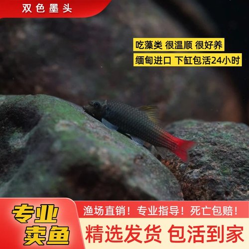双色墨头鱼 潘式墨头鱼进口观赏鱼皮实好养除藻工具鱼