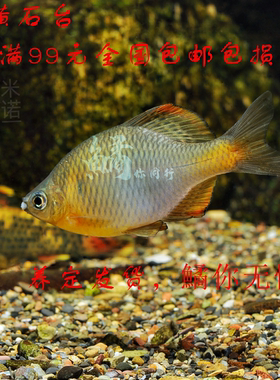黄石台鳑鲏鱼原生鱼冷水鱼群游小型观赏鱼七彩旁皮鱼不加温皮实