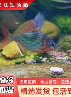 新安江短须小型冷水鱼不加温皮实好养旁皮鱼原生鱼冷水鱼除藻