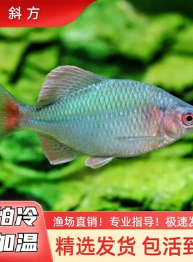 斜方鱊小型冷水鱼不加温皮实好养旁皮鱼原生鱼冷水鱼除藻