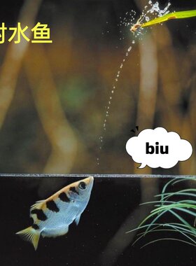 射水鱼活体高射炮汽水鱼