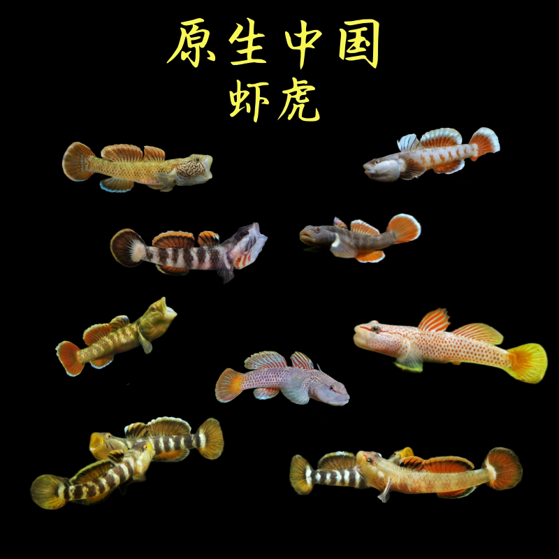 虾虎鱼原生鱼星条旗溪吻虾虎越南黄唇周氏吻虾虎不加温皮实好养