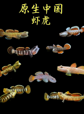 虾虎鱼高帆黄唇新红喉纹金边虎斑巧克力小型鱼会对吼吵架皮实好养