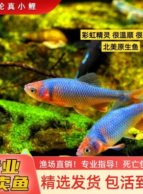 彩虹精灵 卢伦真小鲤北美冷水鱼不加温发货包公鱼小型观赏鱼好养