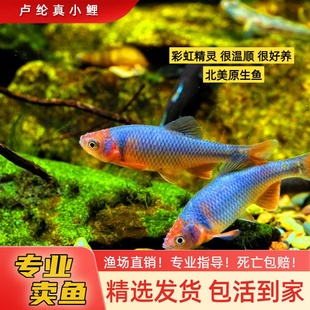 彩虹精灵 卢伦真小鲤北美冷水鱼不加温发货包公鱼小型观赏鱼好养