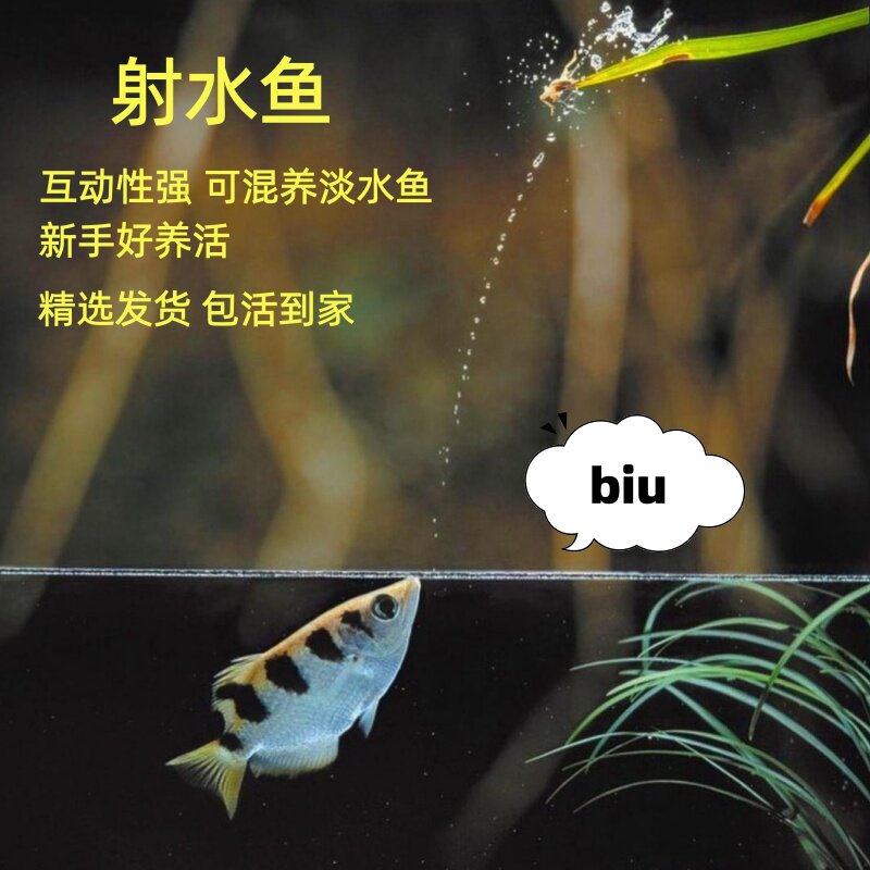 射水鱼活体高射炮汽水鱼