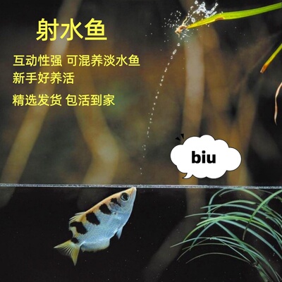 射水鱼活体高射炮汽水鱼