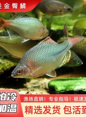 类金臀小型冷水鱼不加温皮实好养旁皮鱼原生鱼冷水鱼除藻