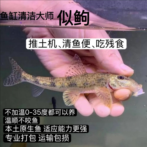 似鮈鱼翻砂鱼清洁鱼工具鱼棒花鱼高端冷水观赏鱼清道夫不加温好养
