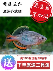 漳州齐式鱊鳑鲏鱼除藻小型原生鱼冷水观赏鱼不加温好养七彩鳑鲏鱼