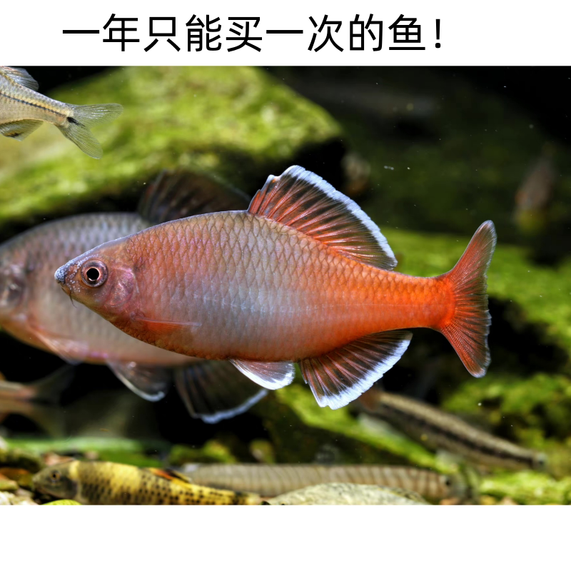 白边须鱊非红须鱊网红原生冷水鱼发色鳑鲏七彩鱼不加温淡水旁皮鱼
