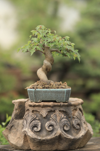 三角枫盆景微型植物书房茶台办公桌阳台窗台唐枫盆栽绿植观叶好养