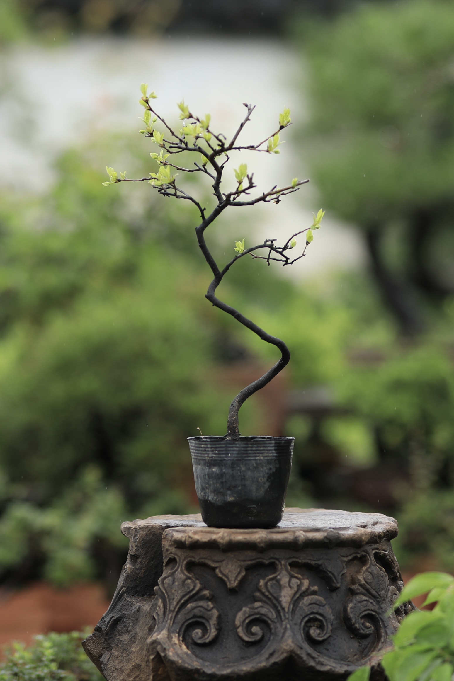 老鸦柿盆景文人树日本进口原生母树红色果子