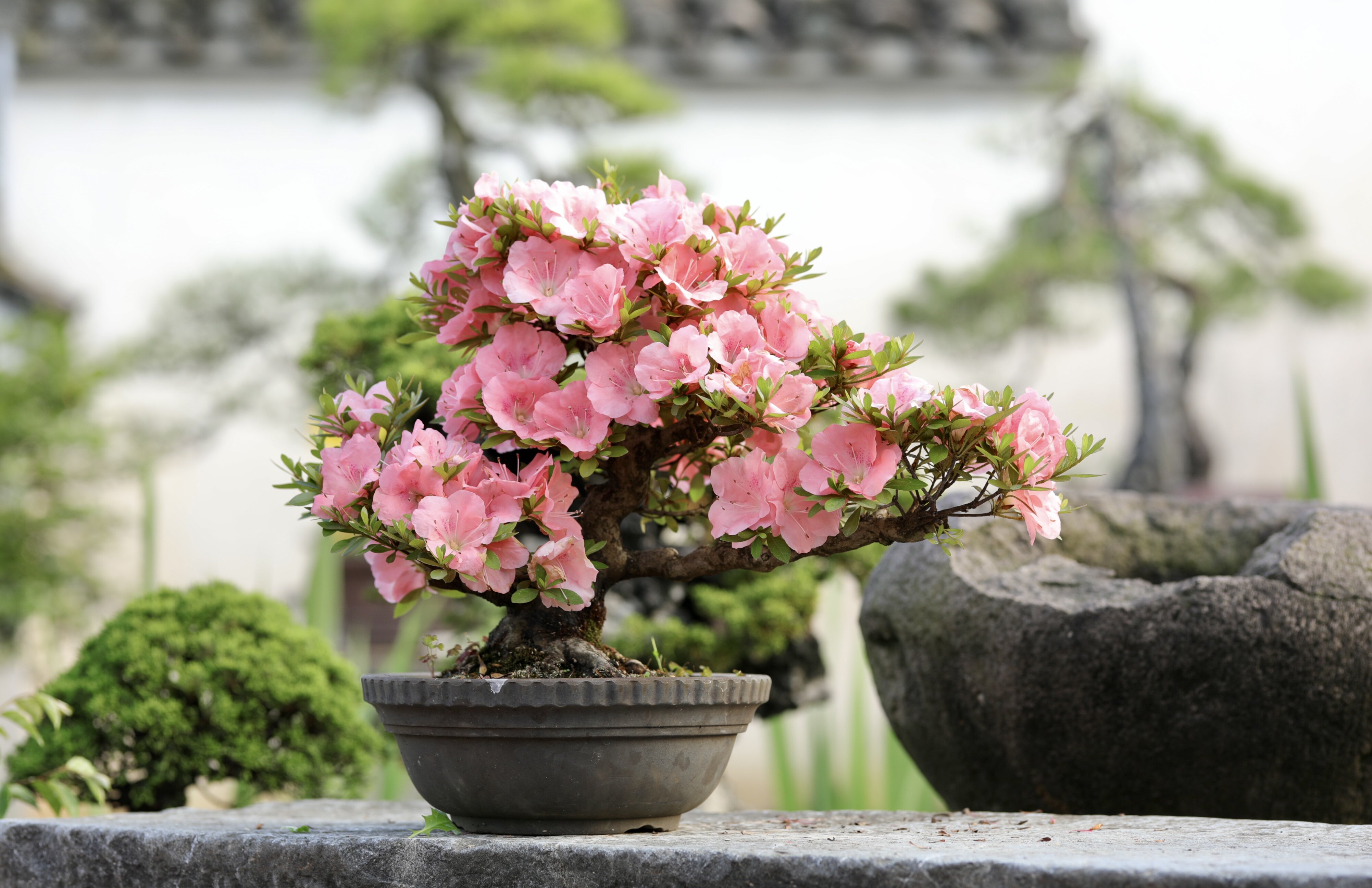 若惠比须皋月杜鹃盆景日本进口粉色双瓣重瓣花朵带盆栽好顺丰包邮