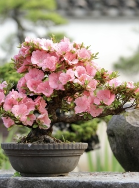若惠比须皋月杜鹃盆景日本进口粉色双瓣重瓣花朵带盆栽好顺丰包邮