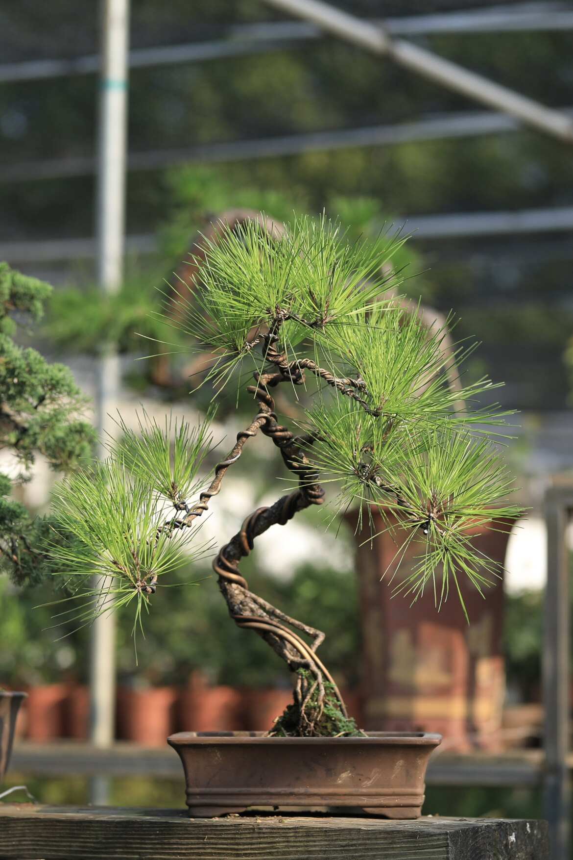 黄山松盆景山采爆皮老桩中型尺寸性价比高新手入门款顺丰包邮