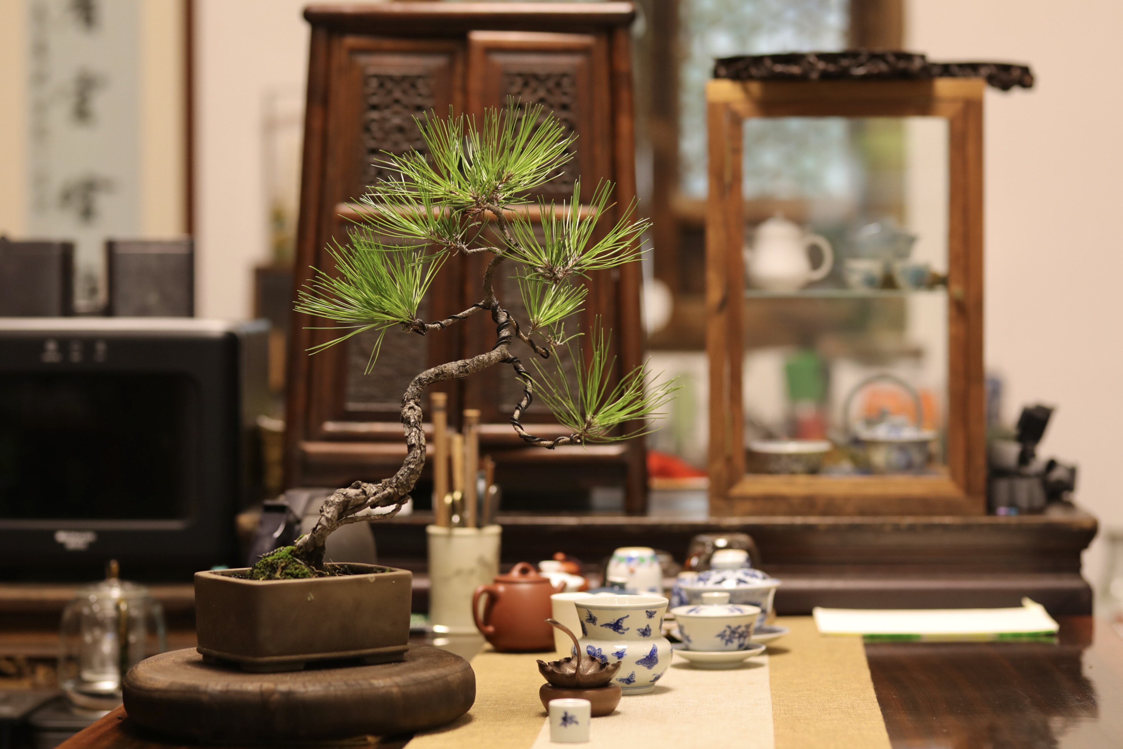 黄山松盆景山采爆皮老树斜干造型提根中国风中式带紫砂盆顺丰包邮