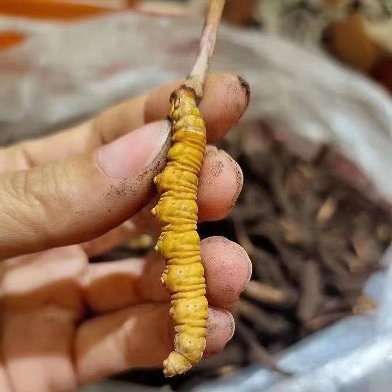 雪山人工挖掘冬虫夏草新鲜虫草