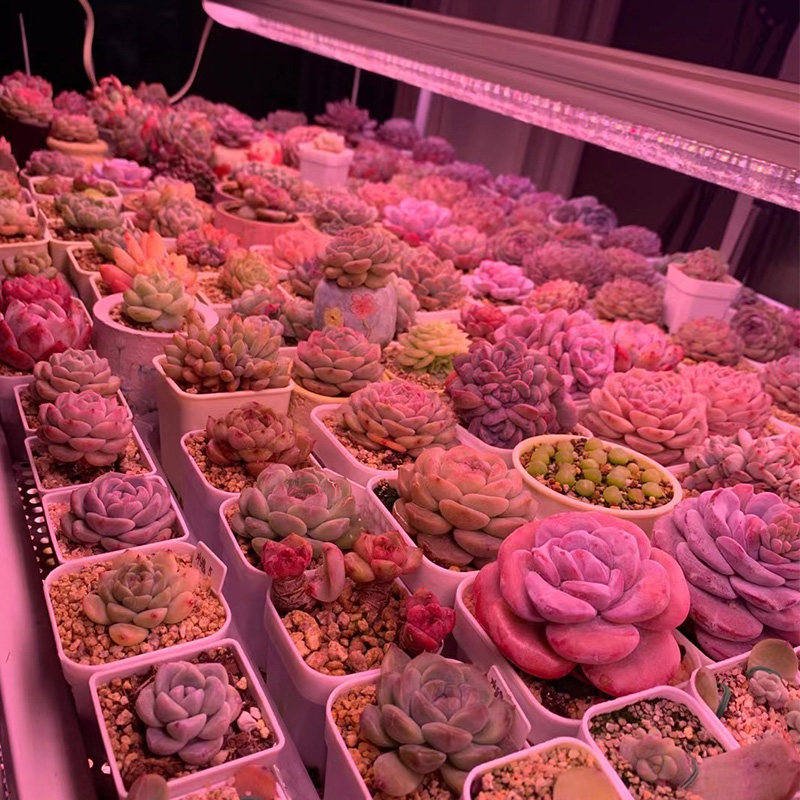 知三月多肉补光灯上色全光谱LED育苗花卉防徒植物仿太阳促生长灯,家装灯饰光源,植物生长灯,淘宝优惠券,粉丝福利购,淘宝优惠卷