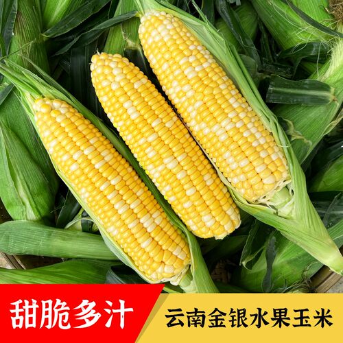 云南金银水果玉米新鲜甜玉米现摘可榨汁即食现摘带皮玉米棒子苞米