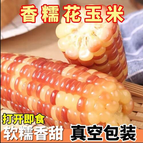 云南西双版纳香糯小玉米真空包装新鲜香甜糯玉米加热即食小玉米