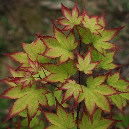 爪柿枫树 园艺 阳台 盆栽 庭院花园彩叶植物日本红枫花园植物枫树