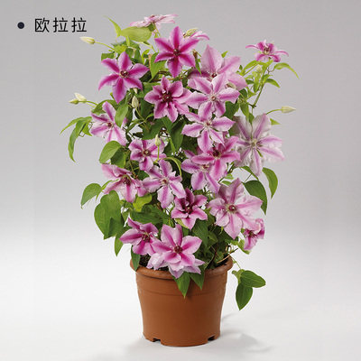 铁线莲 哦啦啦  大道系列矮生阳台盆栽庭院地被绿植物花卉美景