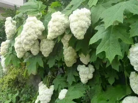 荷兰进口落跑新娘绣球垂吊攀援