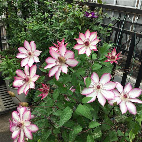 铁线莲花边石竹