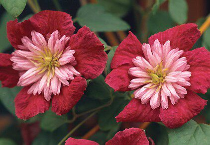 美景无边耐热抗寒保真大苗铁线莲