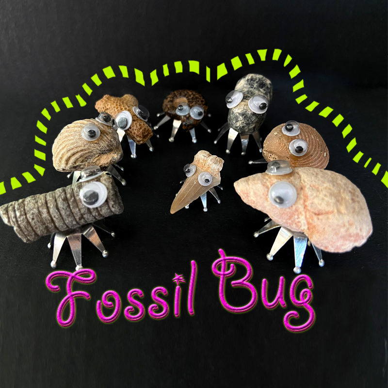 儿童教学天然古生物标本摆件