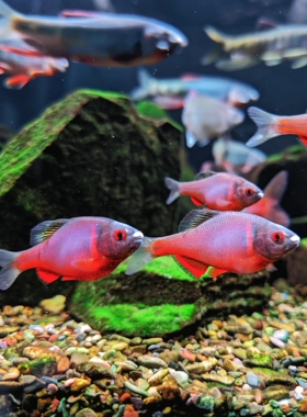 火山鳑鲏鱼原生冷水小型观赏鱼草缸群游不加温淡水鱼野采西南鳑鲏