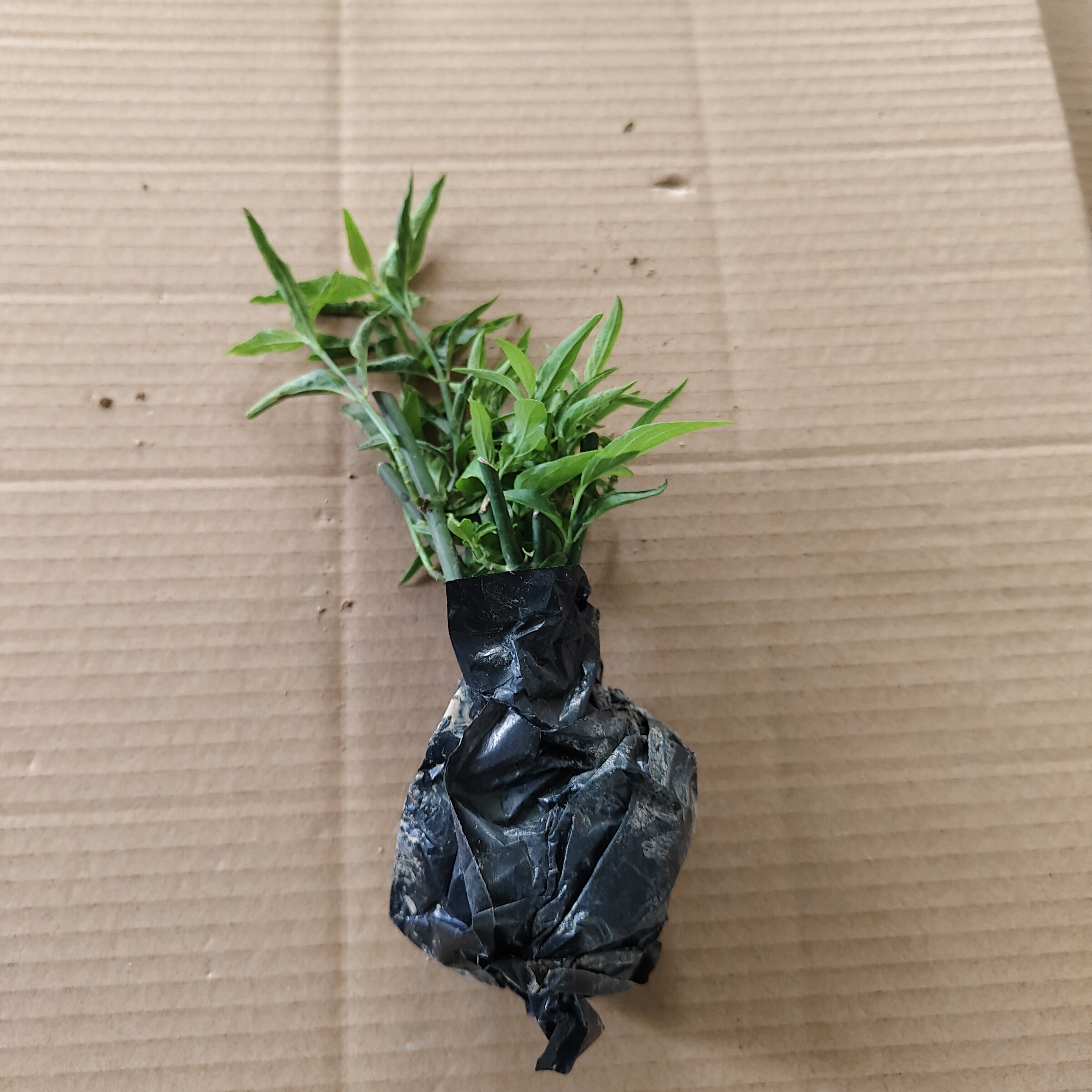 忧遁草种植苗 鳄嘴花种植苗 黎造型盆景